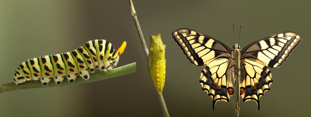 From Tradition to Transformation 1 From Tradition to Transformation - Catholic Church Reform