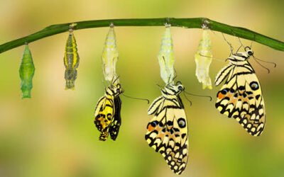 From Tradition to Transformation