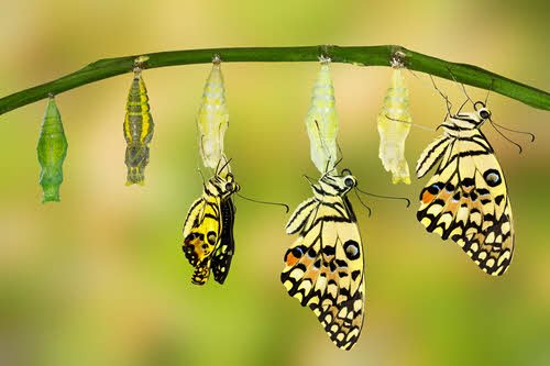 From Tradition to Transformation